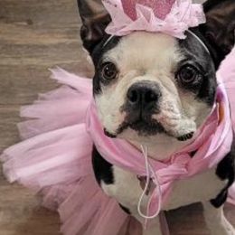 Boston Terriers from K & B Boston's