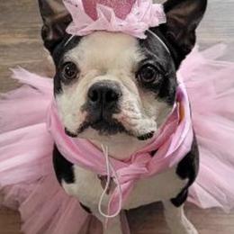 Boston Terriers from K & B Boston's