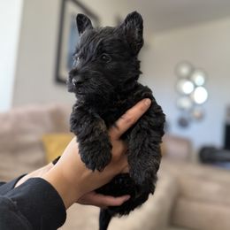 Scottish Terrier Puppies from Santas Scotties