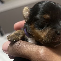 Girl 2 - Black and tan Yorkshire Terrier puppy in Yakima, Washington from Devine Yorkies