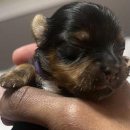 Girl 2 - Black and tan Yorkshire Terrier puppy in Yakima, Washington from Devine Yorkies