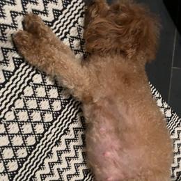 Cavapoo, Cockapoo, Goldendoodle, and Maltipoo Puppies from Perdue Puppies