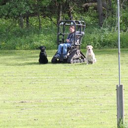 Labrador Retriever Puppies from C R Purdy Labs