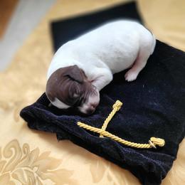 Boy 2 - male German Shorthaired Pointer puppy in Kalamazoo, Michigan from Marshall's Shorthairs