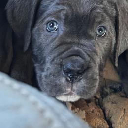 Cane Corso Puppies from Lower Arkansas Cane Corso