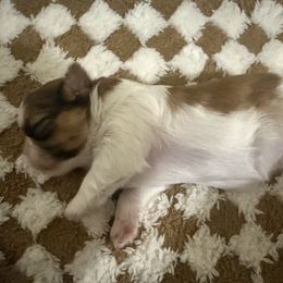 Shih Tzu Puppies from Wood Foo Breeders