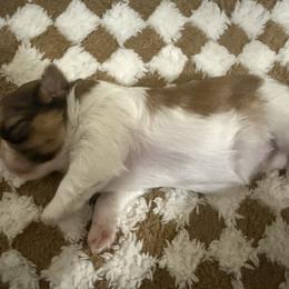 Shih Tzu Puppies from Wood Foo Breeders
