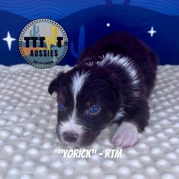 Yorick - Red tri-color male Australian Shepherd puppy in Tucson, Arizona from TTTNT Aussies