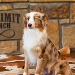 Zippy - Toy Australian Shepherd