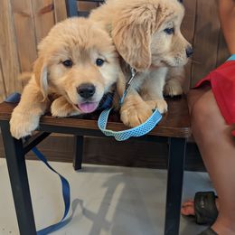 Australian Shepherd and Golden Retriever Puppies from Happy Valley Farms