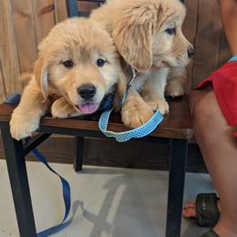 Australian Shepherd and Golden Retriever Puppies from Happy Valley Farms