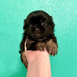 Poseidon - Black and tan male Shih Tzu puppy in Stroud, Oklahoma from Laik’s Little Shihtz & Poms