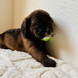 Luka - Brown and white male Cocker Spaniel puppy in Santa Ana, California from American Cocker Spaniel