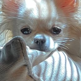 Chihuahua Puppies from Lil Angel's Chihuahuas