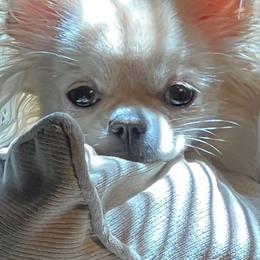 Chihuahua Puppies from Lil Angel's Chihuahuas