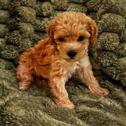 Aria - Apricot female Poodle puppy in Sebring, Florida from Amarilys ShihTzus & Poodles