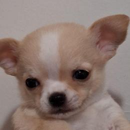 AKC Zipit - Cream and white male Chihuahua puppy in Bloomington, Indiana from TJs Chihuahuas