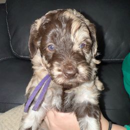 Purple Female - Red merle female Aussiedoodle puppy in Scottsboro, Alabama from Murphie and Banks Doodles