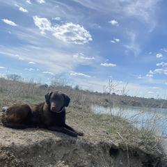 Chesapeake Bay Retrievers and German Shorthaired Pointers from North Wind Gundogs