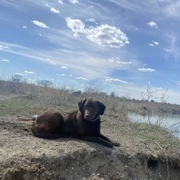 Chesapeake Bay Retrievers and German Shorthaired Pointers from North Wind Gundogs