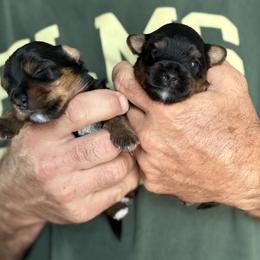 Yorkshire Terrier Puppies from Roleez Yorkies