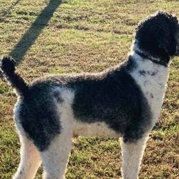 Poodles from Heaven’s Stables