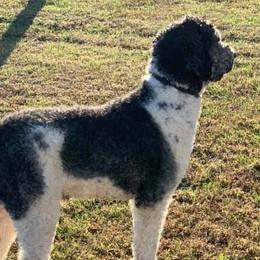 Poodles from Heaven’s Stables