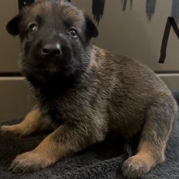 Black colar boy - Mahogany male xDutch Shepherd puppy in Palmyra, Maine from Maine Working Dogs