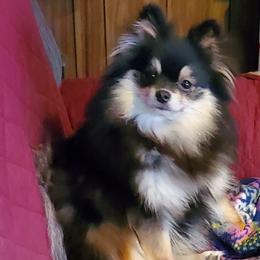 Senoia - Pomeranian