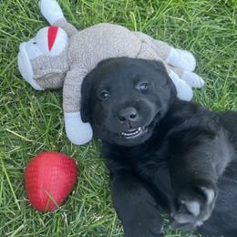 Labrador Retriever Puppies from Winterwynd Labradors