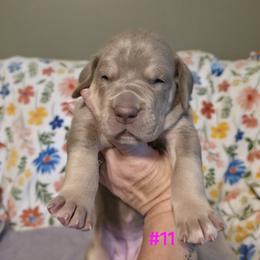 Great Dane Puppies from Heartfelt Danes