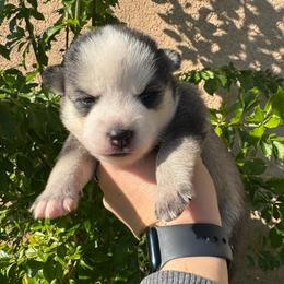 Arrow - Black and white male Pomsky puppy in La Verne, California from Red Cedar Pomskies
