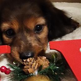 Dachshunds from Little Paws Doxies