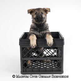 Purple Collar Female - German Shepherd puppy in Columbia, Missouri from Magnum Opus German Shepherds