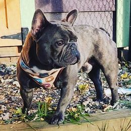 Orion - French Bulldog