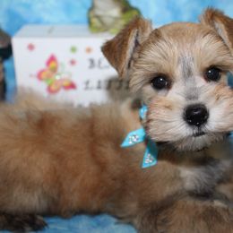 Axel - Miniature Schnauzer