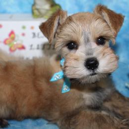 Axel - Miniature Schnauzer