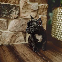 French Bulldog Puppies from Kayla's French Bulldogs