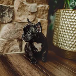 French Bulldog Puppies from Kayla's French Bulldogs