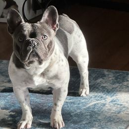Rip - French Bulldog