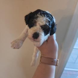 Girl 2 - Black and white female Cockapoo puppy in Galena, Illinois from Perry's doodles