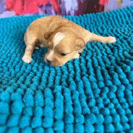 Clarise - Apricot female Maltipoo puppy in Lawrenceburg, Tennessee from LUV Poodles and Maltipoos