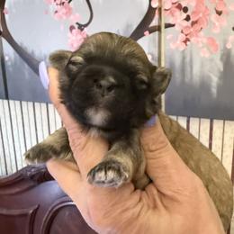 Holly Bear - Black gold and white female Shihpoo puppy in Whitehall 18052, Pennsylvania from Lilli’s Shih tzus and Shih poos