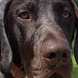 German Shorthaired Pointers from KMS GSP's