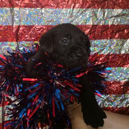 Girl 1 - Black female Labrador Retriever puppy in Holyoke, Massachusetts from Urban Oak Labradors LLC