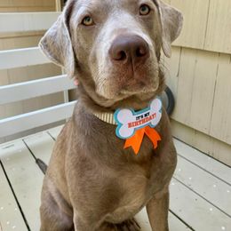 Labrador Retriever All Grown Up from Redfearn Retrievers