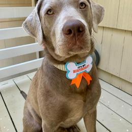 Labrador Retriever All Grown Up from Redfearn Retrievers