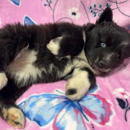 AKC Buttercup - Agouti and white female Siberian Husky puppy in Centreville, Maryland from Huskies By the Bay