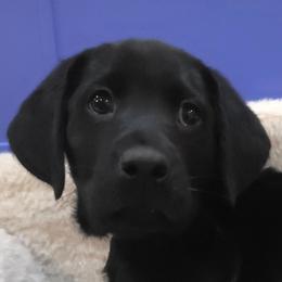 4 - Black male Labrador Retriever puppy in Lenore, Idaho from Sunny Skies Retrievers