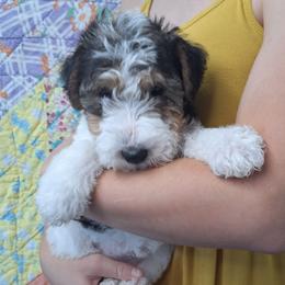 Cora - White black and tan female Wire Fox Terrier puppy in Lancaster, Missouri from Missouri Meadows Farm